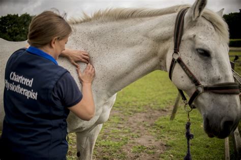 Horse Physio Horse and Rider Physiotherapy Equine Physio