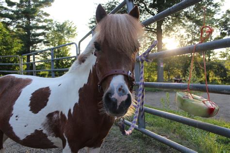 Horse Popsicles – DIY Dover SaddleryDiscussions at Dover