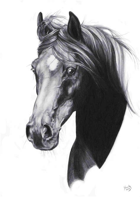 Horse Sketches And Drawings