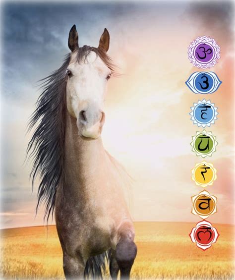 Horse Spirits Speak Online Spiritual Intensive Meditation Intuition