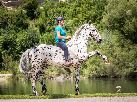 Horse Training Center Hellmayr - HTC Hellmayr Stadl-Paura