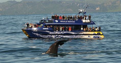 Horse Trekking – NZ South Island - Kaikoura Whale Watching