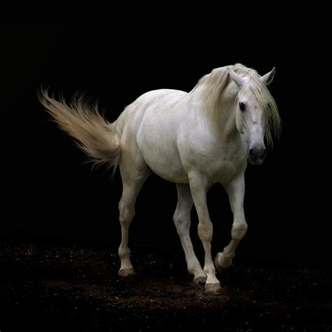 Horse Walking Photos - Fine Art America