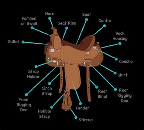 Horse and Saddle Diagrams Epic Field Notes