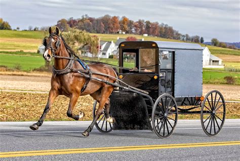 AboutHorse and Buggy Accessories LLC. Horse and Buggy Accessories LLC is located at 31716 Old, MO-87 in California, Missouri 65018. Horse and Buggy Accessories LLC can be contacted via phone at (573) 796-1927 for pricing, hours and directions.