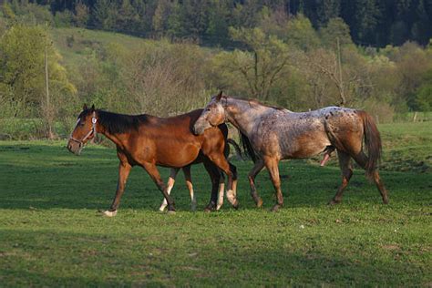 Key Takeaways. Mating between horses typically involves the male stallion mounting the female mare. The mare’s estrous cycle plays a crucial role in determining the timing of mating. Mating behavior can vary significantly among individual horses, including courtship rituals and aggressive behaviors.