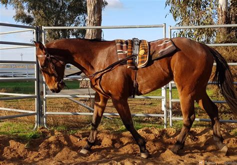 Showing 1 to 20 of 30 results. 1. Next. Find Shetland ponies for sale in Australia. Horse Deals have many quality Shetland ponies for sale in Australia. . Horse deals australia