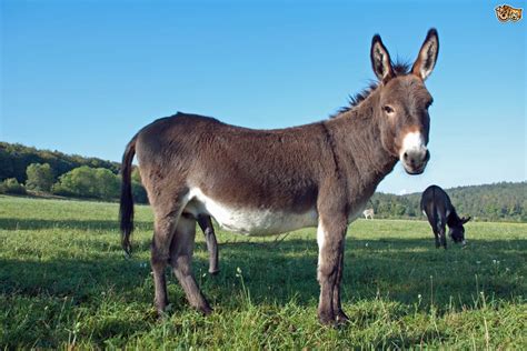 Horse donkey breed. Technically, donkeys in the US are grouped by size and type – not breed. In America, donkeys are mostly used as companion animals or to produce mules. America contains less than 1% of the world’s total donkey population of around 400 million. 