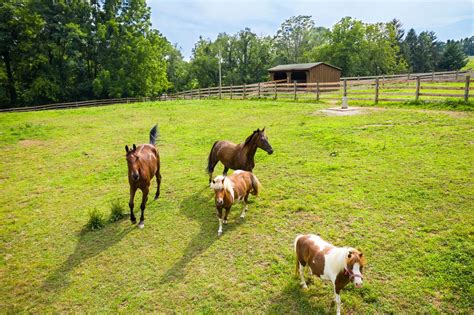 Horse farms near me. Things To Know About Horse farms near me. 