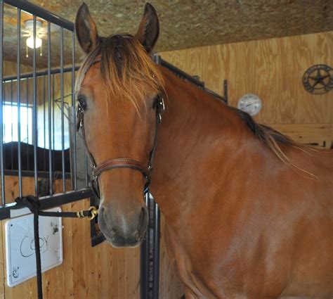 Gelding. Color. Bay. Height (hh) 16.2. An 8-year-old TB gel
