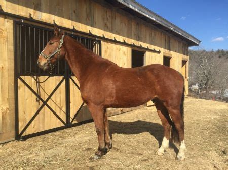 Horse for sale vermont. Horses for Sale in Vermont. 1 - 40 of 42. 1. …. Halo SHG (Halo) Danby, Vermont 05739 USA. 2021 Bay Shagya Arabian Gelding $6,500. 