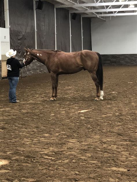 Horse lease near me. Horse boarding, training, and horseback riding stable in Eastampton, NJ provides personal attention and premium care ... Horses for Sale/Lease. Photos. Directions ... 