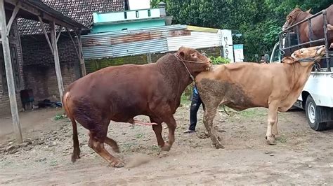 Horse mate cow. #Farm#Farmer#Bull#Cow#Animal#Meeting 