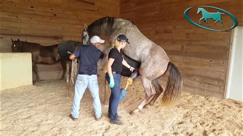 Horse mating a human. Dr Rebecca Walshe of Canberra Equine Hospital discusses the appropriate management of geldings' and stallions' sheaths and penises. 