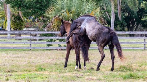 Horse mating behaviour. Behavior is a valuable quantitative trait in the horse because of its impact on performance, work, recreation, and prerequisite close interactions with humans. This article reviews what is known about the genetics of behavior in horses with an emphasis on the genetic basis for temperament traits, neuroendocrine function, and stereotypic behavior. 