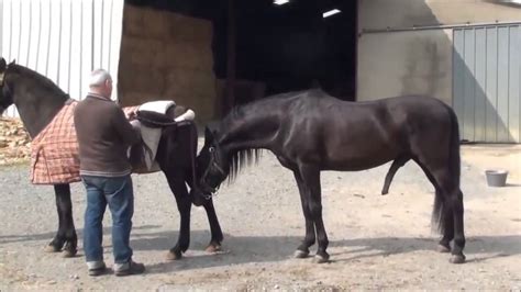 Very Hard Horse Mating Video in Close Up - Horse mating Season- Wi