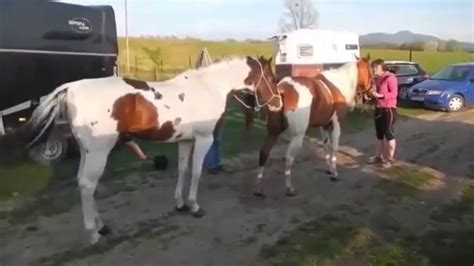 Horse mating procedure. May 28, 2021 · Today Horse Breeding Equestrians Channel Share How to Americans Apply Horse Breeding at Farm Best Right Method With Practical.#HorseBreedingEquestrians #Hors... 