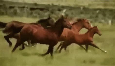 Horse porn gif. Things To Know About Horse porn gif. 