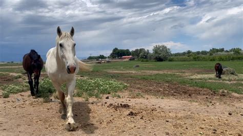 Horse rescue loses thousands of dollars after fields washed out