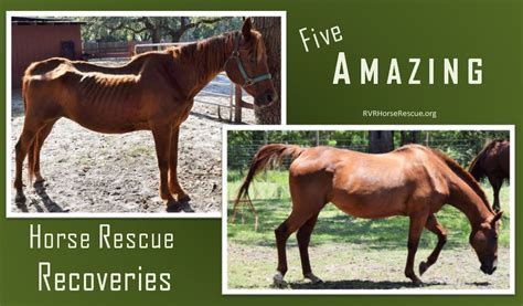 Horse rescue near me. HPF-Rescue-Rehab-Rehome is a 501(c)(3) non-profit organization. All contributions are 100% tax-deductible. EIN 47-5424832. 