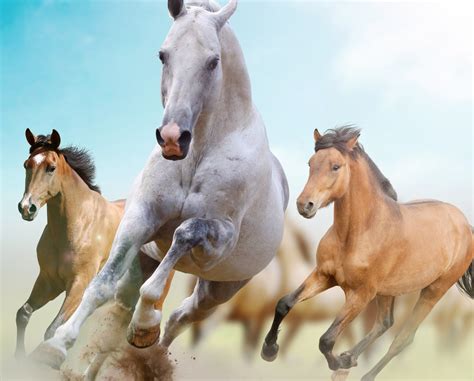 Horse run. Thoroughbreds can sustain a speed of 40 miles per hour during races. Although they are very swift, the quarter horse breed is actually substantially faster, with a maximum speed of... 
