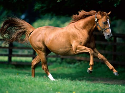 Horse running. Things To Know About Horse running. 