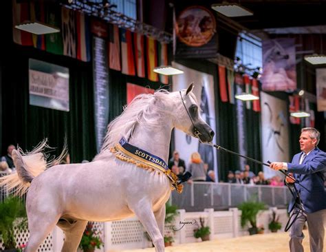 Horse shows online. Things To Know About Horse shows online. 