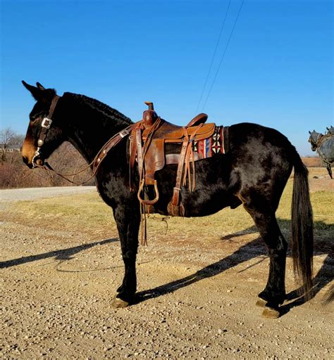 Find new and used horse trailers for sale in Arkansas. YOUR ULTIMATE HORSE & STOCK TRAILER CONNECTION (501) 982-9022. 7216 TP White Dr. Cabot, AR 72023. Menu. Home ... . Horse trailers for sale arkansas