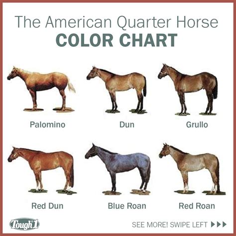 Horse-Breeding Basics: Quarter Horse Color - AQHA