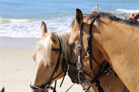 Horseback Riding Rockin