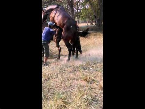 Horsepornvideos. 100% Wife Brutally Horse fucking hard to girl 02:03. 3 months ago 2531 views. 100% Victoria And Kelly Horse Sex 36:09. 3 months ago 1110 views. 100% Violett double … 