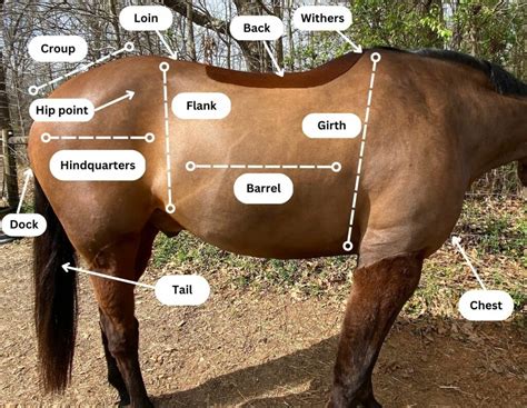 Horses Can Identify Humans & Understand Their Emotions