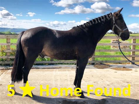 Horses For Sale / Loan in Lancashire - Right Horse Right Home