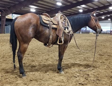 Horses For Saleale Clothes For Sale - Texas