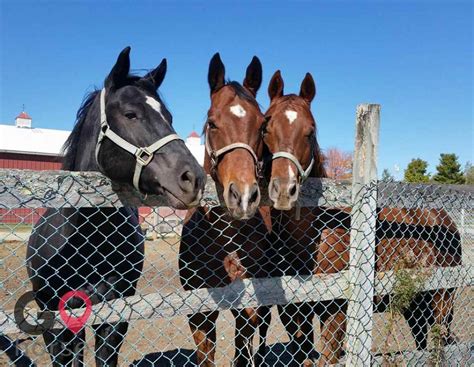 Horses for rent near me. How-To Videos. Rent a TRAILER - HORSE DOUBLE at Kennards Hire. Visit us online or call at 135135 to hire ENCLOSED tools and equipment for your residential, commercial, industrial and DIY needs. 
