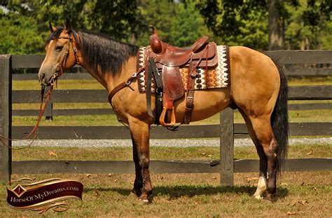 Oct 21, 2023 · For Sale. At Auction. 02-Oct-2023. Flat Out Foxy (Foxy) Fort Collins, Colorado 80526 USA. 2020 Chestnut AQHA Quarter Horse Mare $3,900. 