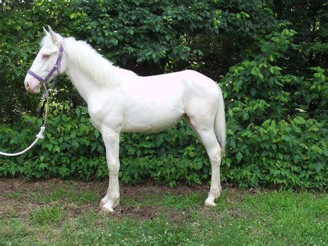 Buy or sell thoroughbred horses at Thorou