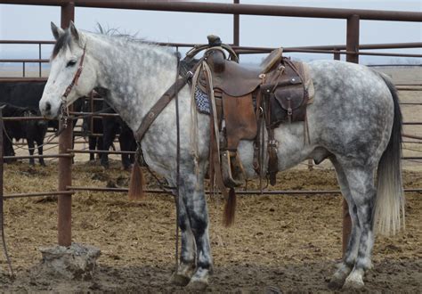 Horses for sale in South Dakota - ranchworldads.com