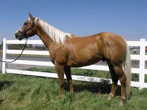 Arkansas Horses For Sale. Find your next horse in Arkansas fro