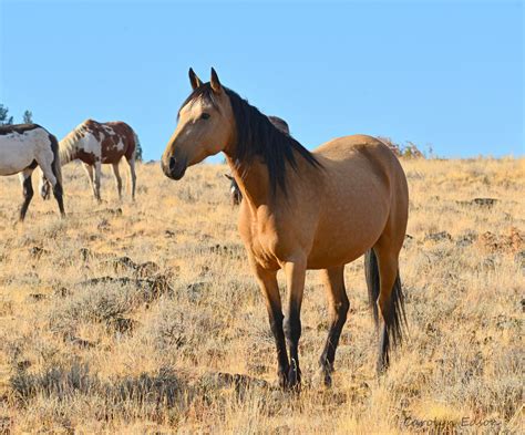 Horses for sale in colorado. Reata 1.5yo Quarter Horser Filly …. Horse ID: 2270382 • Photo Added/Renewed: 05-Apr-2024 1PM. For Sale. Shakin Lil (Miss Kitty) Sedalia, Colorado 80135 USA. 2013 Bay Roan AQHA Quarter Horse Mare $18,000. 