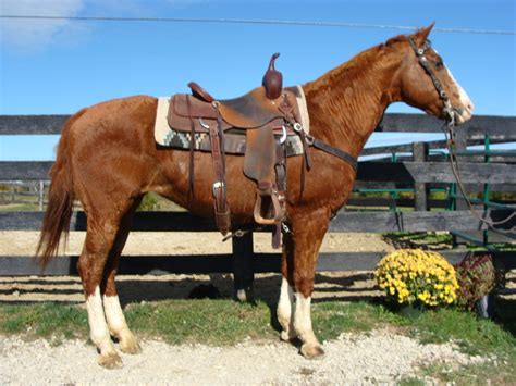 Horses for sale in kentucky craigslist. AMAZING Ranch Rider 4 Yr old Bay AQHA Gelding! …. Horse ID: 2261708 • Photo Added/Renewed: 16-Apr-2024 12PM. For Sale. At Auction. 22-Apr-2024. Cosmic Jester (Waylon) Mequon, Wisconsin 53092 USA. 2021 Black Appaloosa Gelding $12,500. 