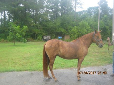 Horses for sale in louisiana craigslist. Paso Fino Horses for Sale. Filter Horse Ads Search. Sort. Ads 1 - 8 of 68 . 