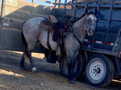 2017 Bay Roan All Around Gelding …. Horse ID: 2260649 • Photo Added/Renewed: 15-Oct-2023 11AM. For Sale. SMOKEN PEPONITA HAWK (JR) EMMETT, Idaho 83617 USA. 2017 Black APHA Paint Stallion $75,000.. 
