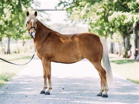 Horses for sale in nebraska. Breed Quarter Horse. Gender Gelding. Age 6 yrs 9 mths. Height 15 hands. Color Buckskin. Ad Type For Sale. ONLINE AUCTION Place your bids at PlatinumEquineAuction dot com $3500 Starting bid Auction ends October 1st Badger Red Buck is a 2017 model, 15hh, reg AQHA Golden Buckskin Gelding and he is ... 6 months ago. 