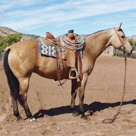Horses for sale in new mexico. Fun Palomino Pinto Gelding …. Horse ID: 2264545 • Ad Created: 13-Dec-2023 1PM. For Sale. Quick Draw (QD) Santa Teresa, New Mexico 88008 USA. 2007 Palomino Half Arabian Gelding $3,500. 