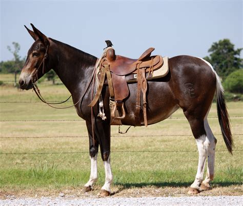 Horse ID: 2268002 • Photo Added/Renewed: 07-Mar-2024 9PM. For Sale. Millie (Millie) Northfield, Minnesota 55057 USA. 2013 Black Bay Molly Mule $12,000.. 