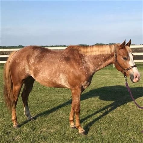 Horses for sale in north dakota craigslist. Broken Arrow Ranch. Beulah, North Dakota 58523. Phone: (701) 516-8319. View Details. Email Seller Video Chat. C Heart Carona Frost (Pendleton) x Just Lil Deb (Jager) These are the color options expected for this foal. A $300 deposit can hold the in-utero foal for you. You can pick color and gender when pl... 