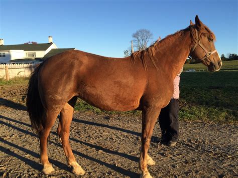 Horses for sale in ny. 1 - 40 of 52 1 … Tiny's Sassy Jet (Jet) Troy, New York 12180 USA 2015 Sorrel AQHA Quarter Horse Gelding $15,000 Good looking 2015 Sorrel Gelding … Horse ID: 2256082 • Photo Added/Renewed: 16-Aug-2023 6PM For Sale Zip Me Upp (Buttons) Waterport, New York 14571 USA 2018 Sorrel AQHA Quarter Horse Gelding $16,000 Proven Grandson of Zippo Pine Bar … 