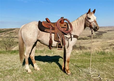 south dakota sporting goods "horses for sale" - craigslist. 