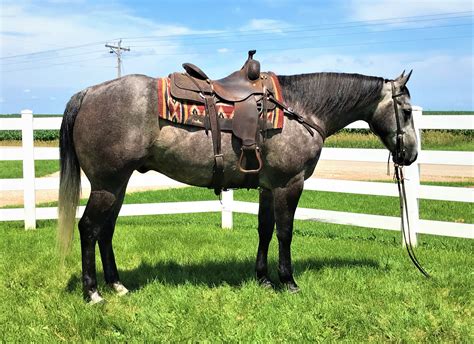EquineNow listing of horses for sale in oklahoma. We are offering for sale a very attractive, foundation bred 2023 grulla filly.